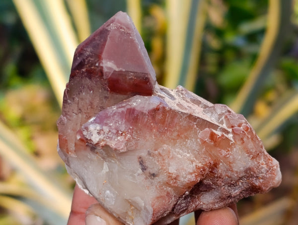 Natural Hematoid Quartz Clusters x 12 From Karoi, Zimbabwe