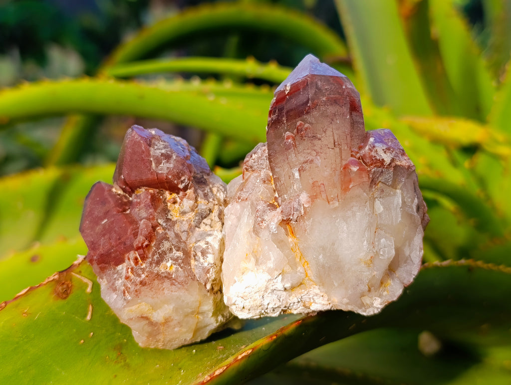 Natural Hematoid Quartz Clusters x 12 From Karoi, Zimbabwe - Toprock Gemstones and Minerals 