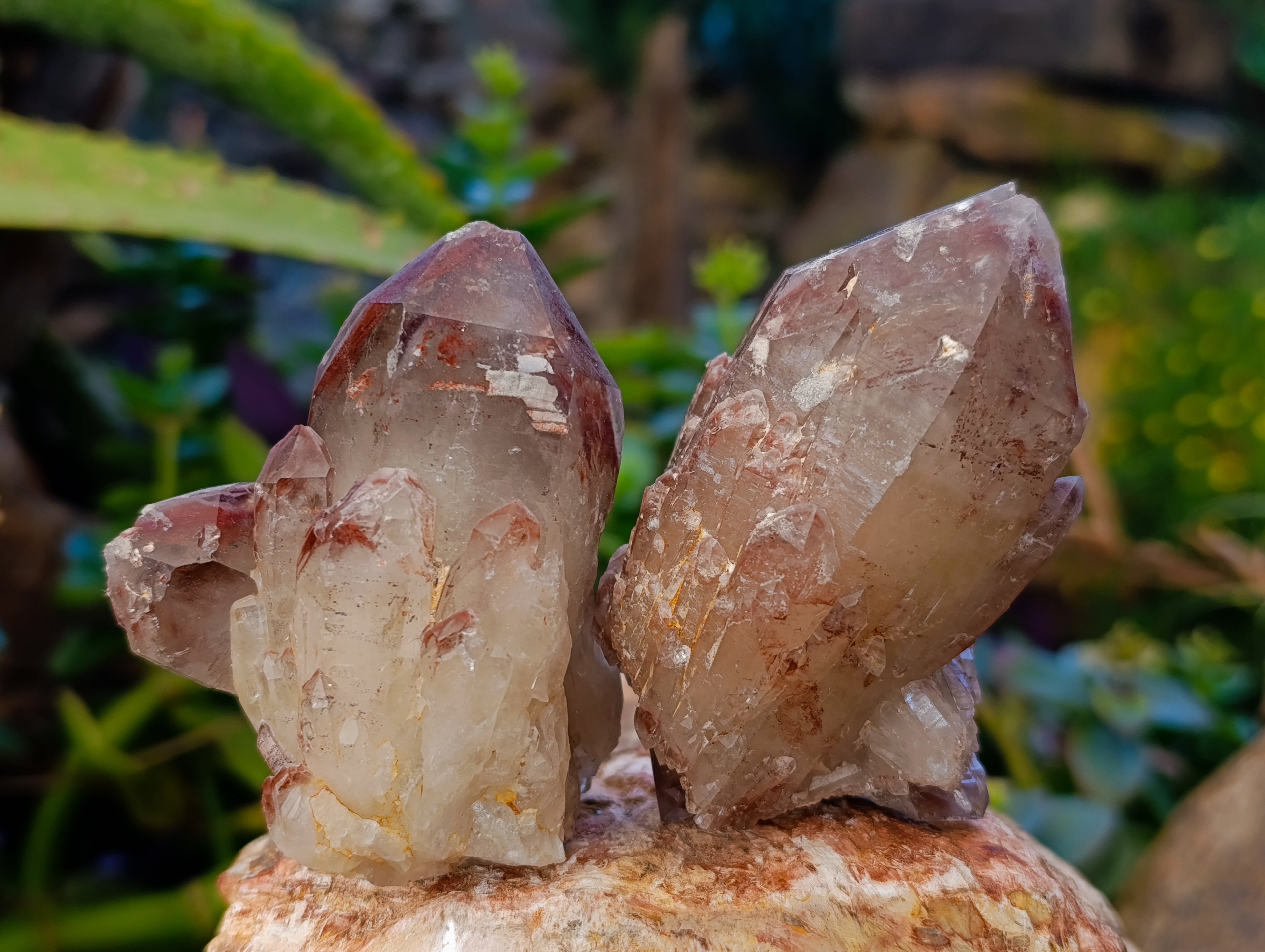 Natural Hematoid Quartz Clusters x 12 From Karoi, Zimbabwe - Toprock Gemstones and Minerals 