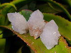 Natural White Cactus Spirit Quartz Clusters x 24 From South Africa - Toprock Gemstones and Minerals 