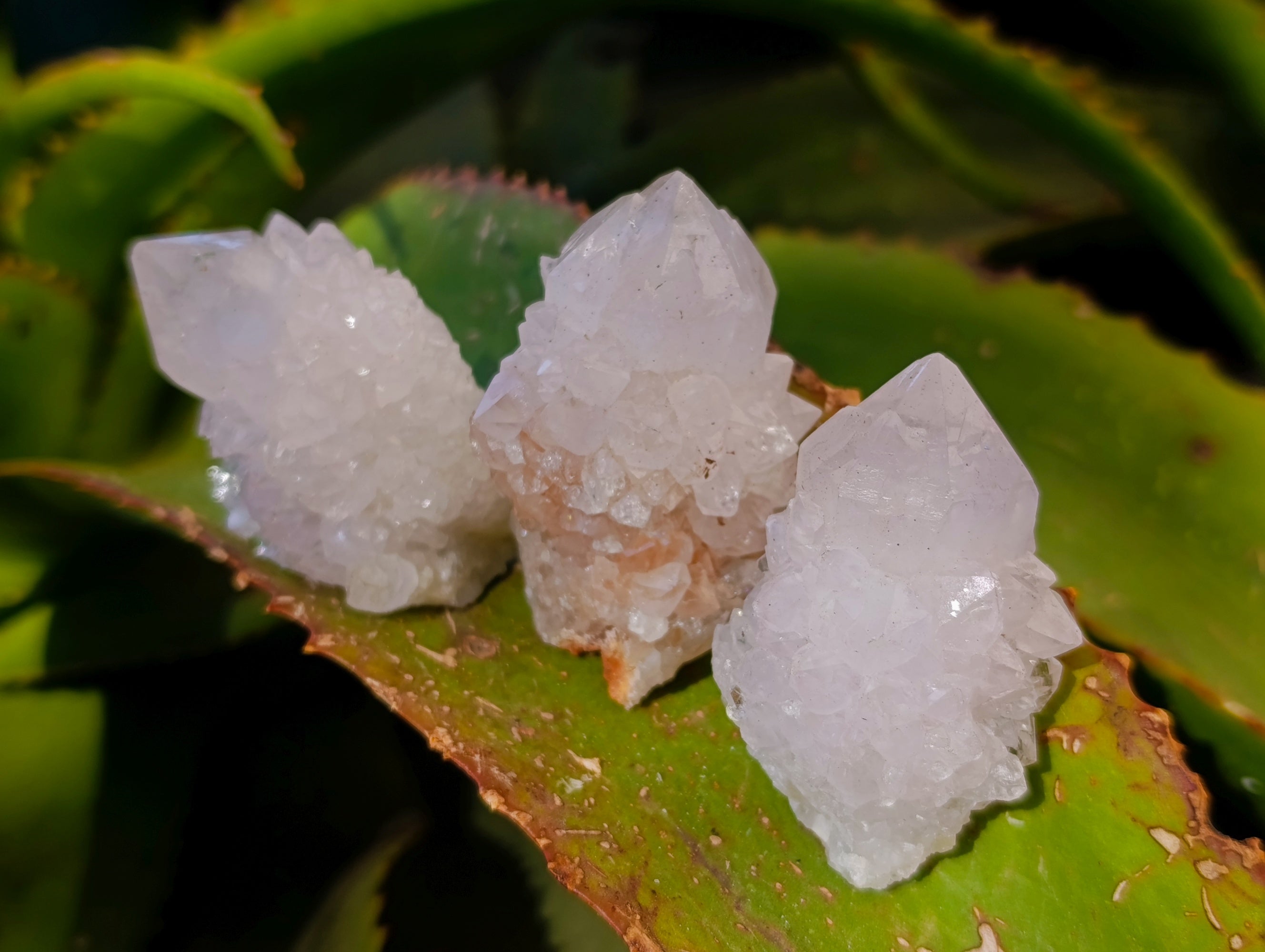 Natural White Cactus Spirit Quartz Clusters x 24 From South Africa - Toprock Gemstones and Minerals 