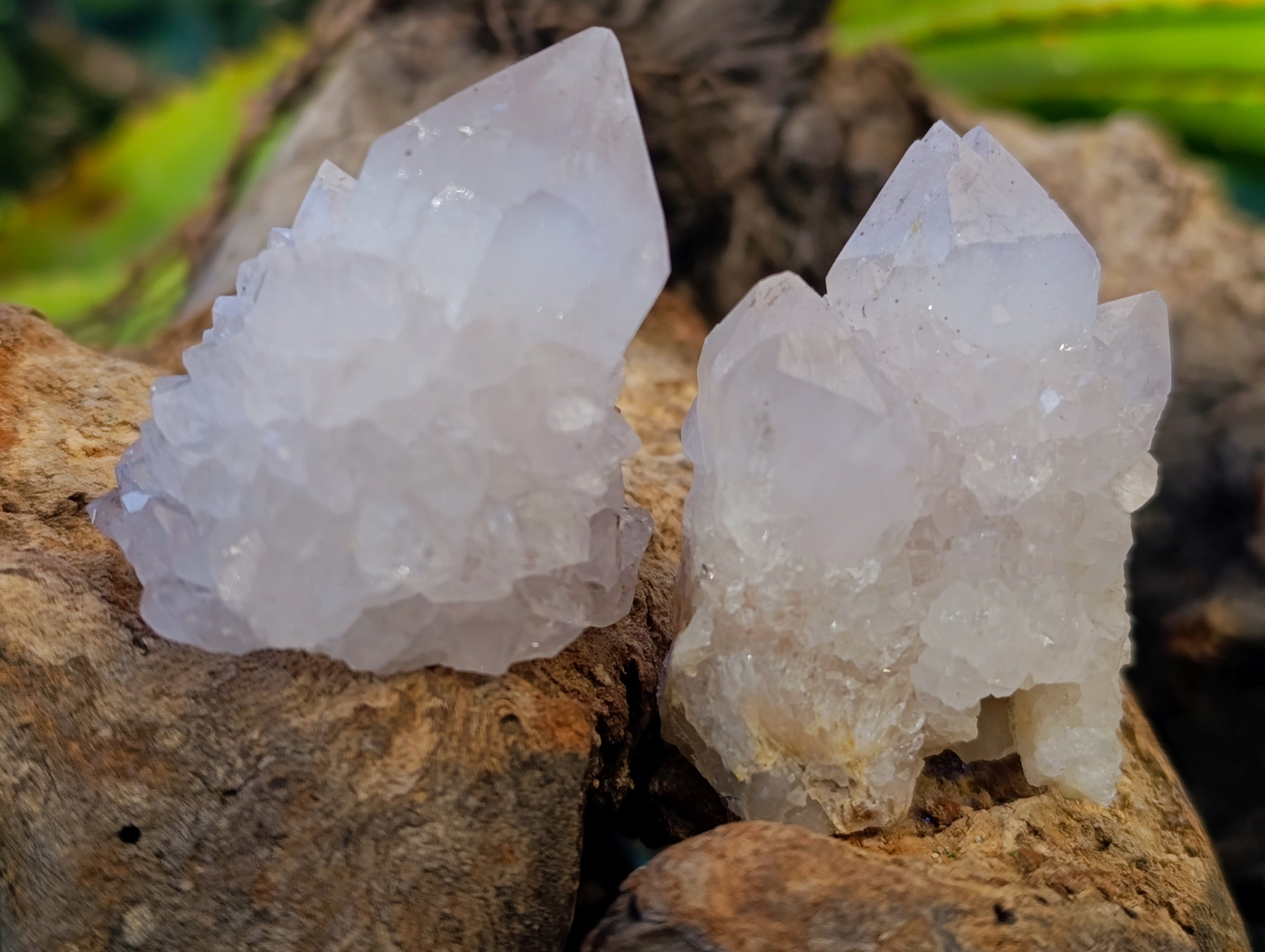 Natural White Cactus Spirit Quartz Clusters x 24 From South Africa - Toprock Gemstones and Minerals 