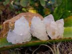 Natural White Cactus Spirit Quartz Clusters x 24 From South Africa - Toprock Gemstones and Minerals 