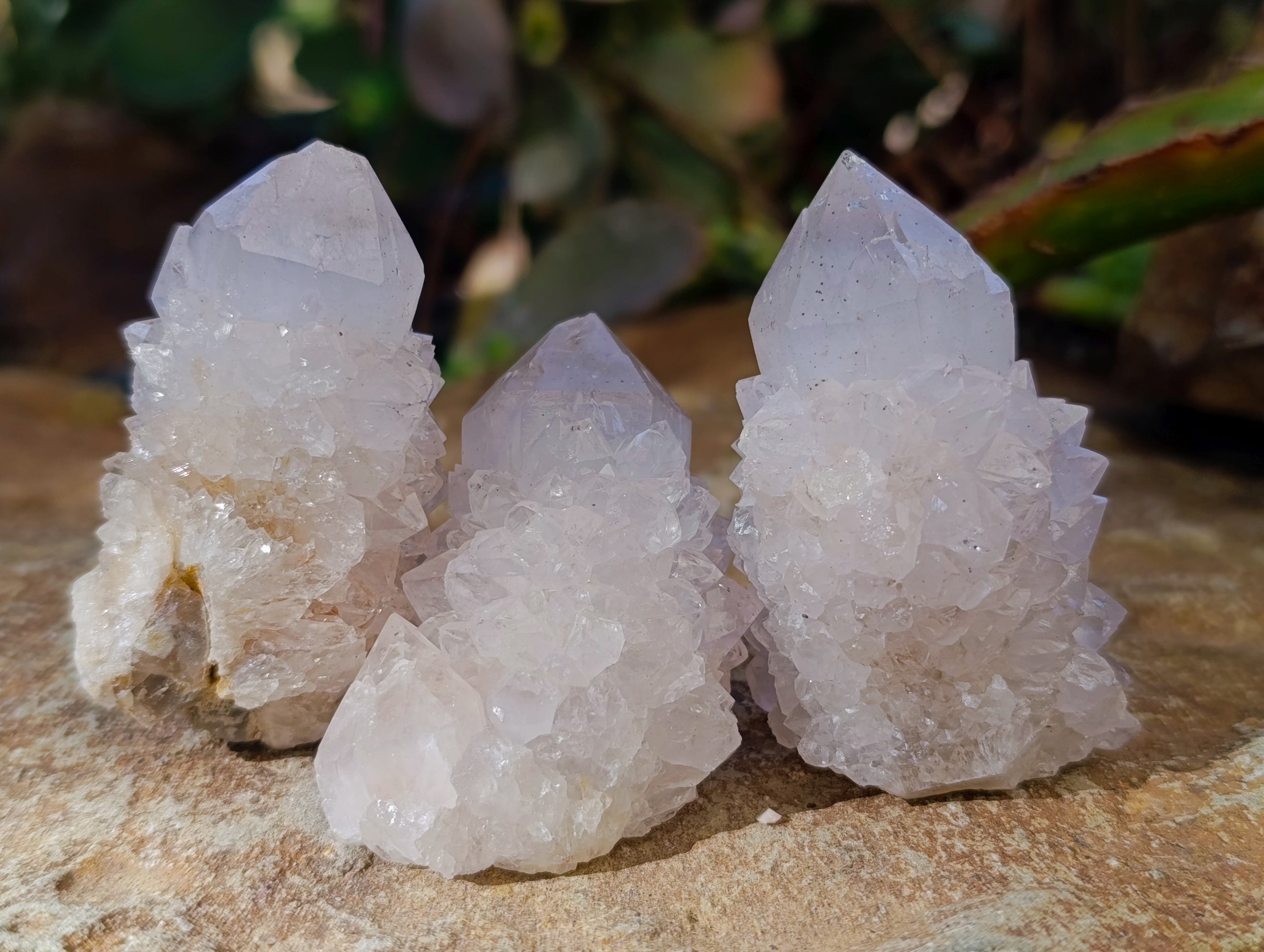 Natural White Cactus Spirit Quartz Clusters x 24 From South Africa - Toprock Gemstones and Minerals 