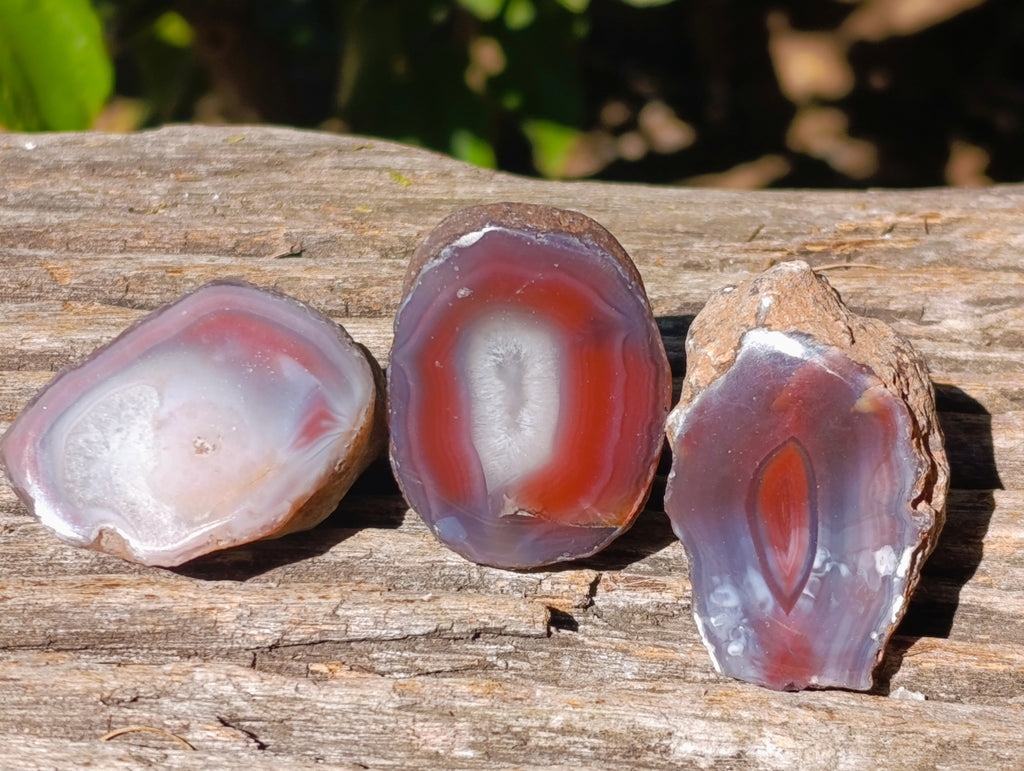 Polished On One Side Red Sashe River Agate Nodules x 20 From Zimbabwe - Toprock Gemstones and Minerals 