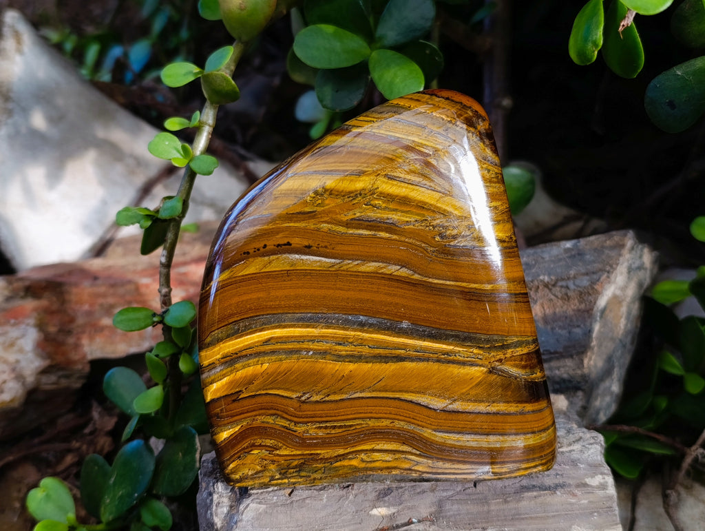 Polished Golden River Tigers Eye Standing Free Forms x 2 From Prieska, South Africa - Toprock Gemstones and Minerals 