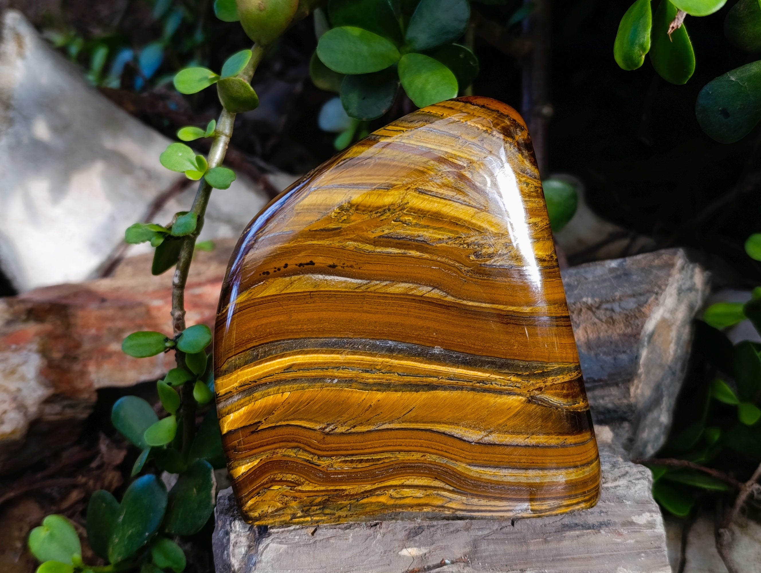 Polished Golden River Tigers Eye Standing Free Forms x 2 From Prieska, South Africa - Toprock Gemstones and Minerals 