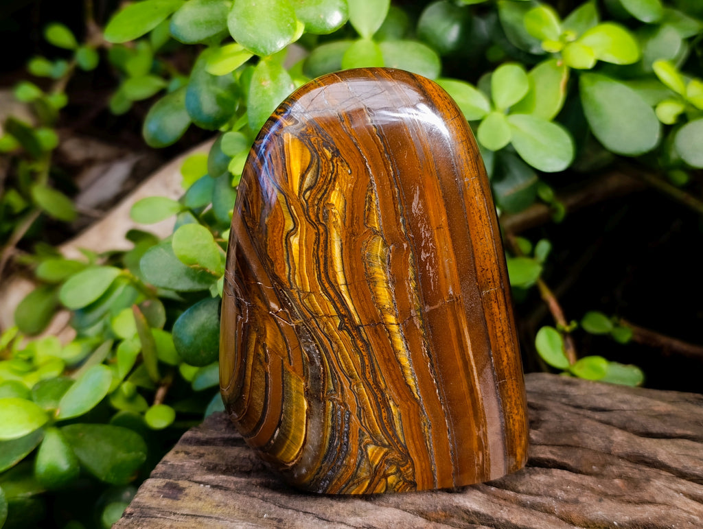 Polished Golden River Tigers Eye Standing Free Forms x 2 From Prieska, South Africa - Toprock Gemstones and Minerals 