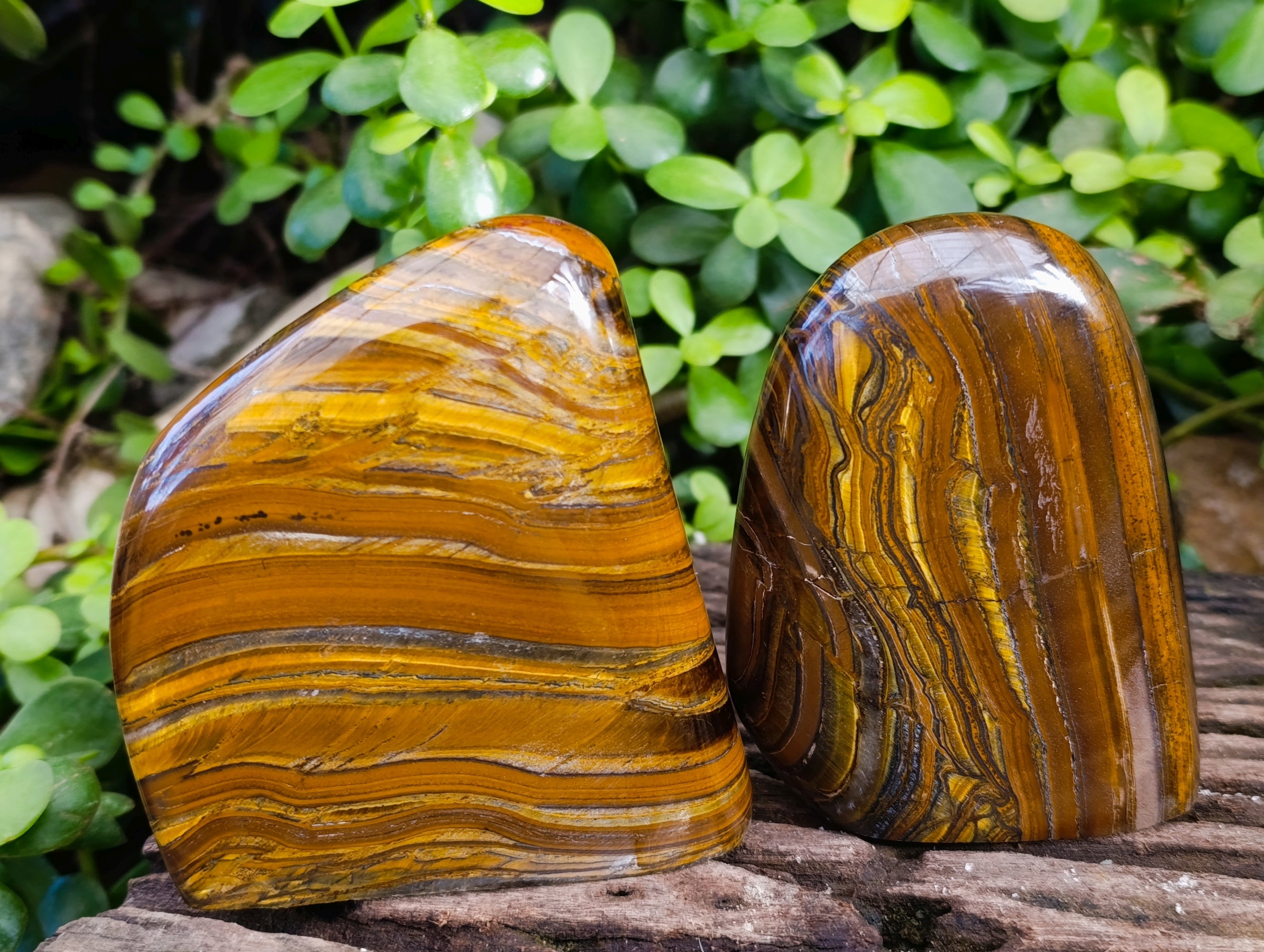 Polished Golden River Tigers Eye Standing Free Forms x 2 From Prieska, South Africa - Toprock Gemstones and Minerals 