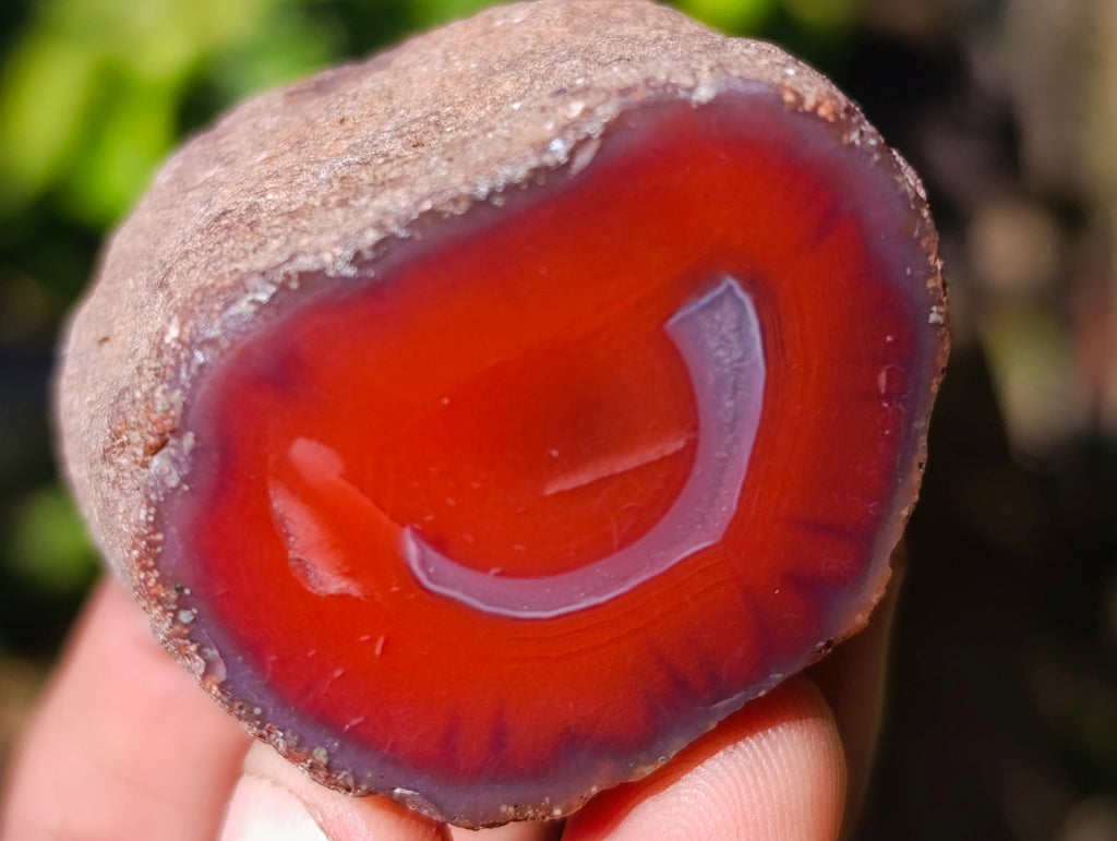 Polished On One Side Red Sashe River Agate Nodules x 20 From Zimbabwe - Toprock Gemstones and Minerals 