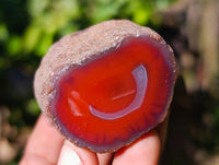 Polished On One Side Red Sashe River Agate Nodules x 20 From Zimbabwe - Toprock Gemstones and Minerals 