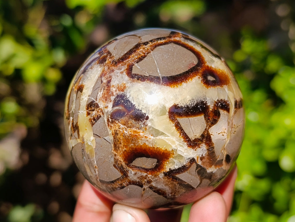 Polished Fossilized Septerye Spheres x 4 From Mahajanga, Madagascar - Toprock Gemstones and Minerals 