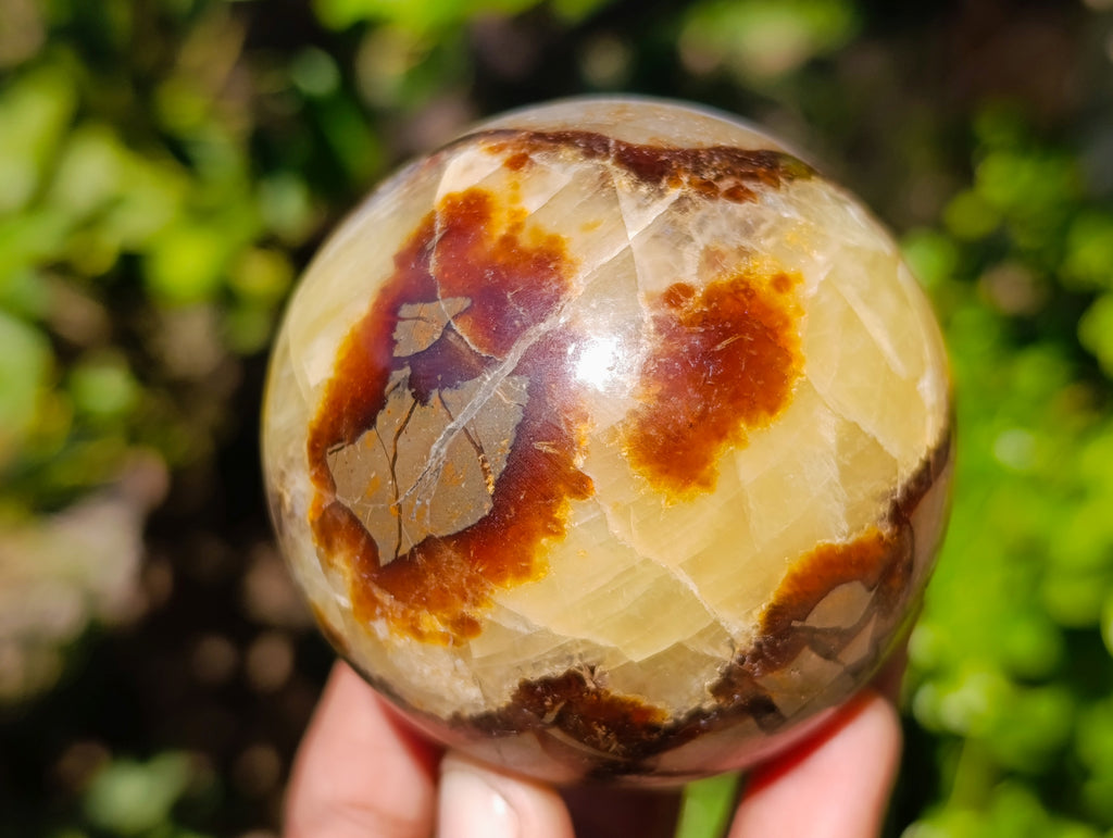 Polished Fossilized Septerye Spheres x 4 From Mahajanga, Madagascar - Toprock Gemstones and Minerals 