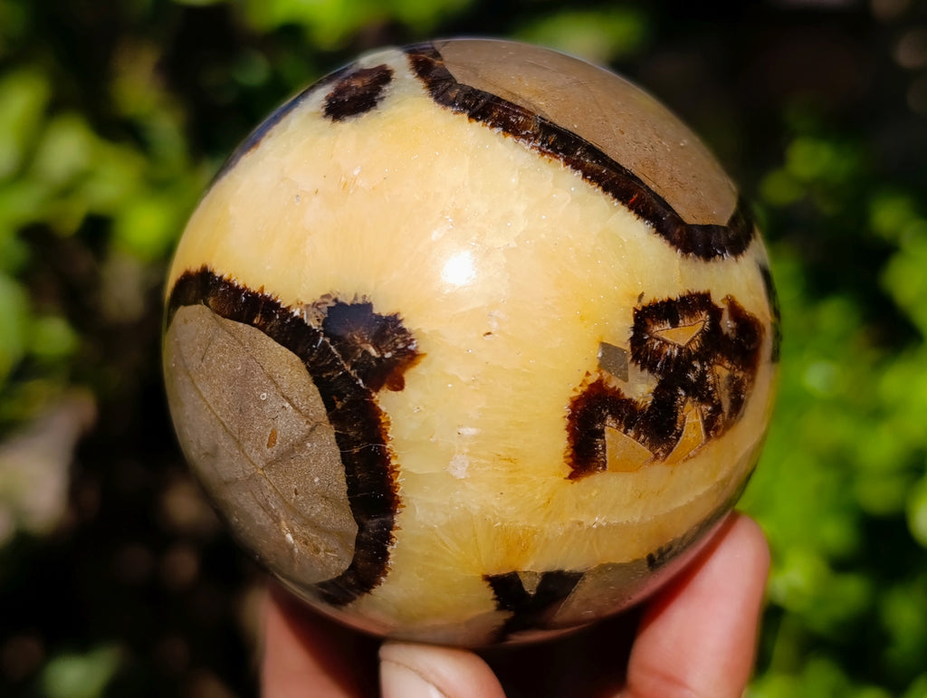 Polished Fossilized Septerye Spheres x 4 From Mahajanga, Madagascar - Toprock Gemstones and Minerals 