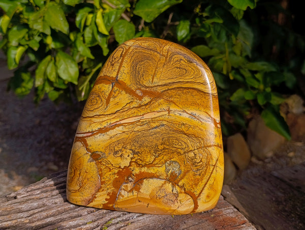 Polished Picture Stone Jasper Standing Free Forms x 1 From Ais-Ais, Namibia