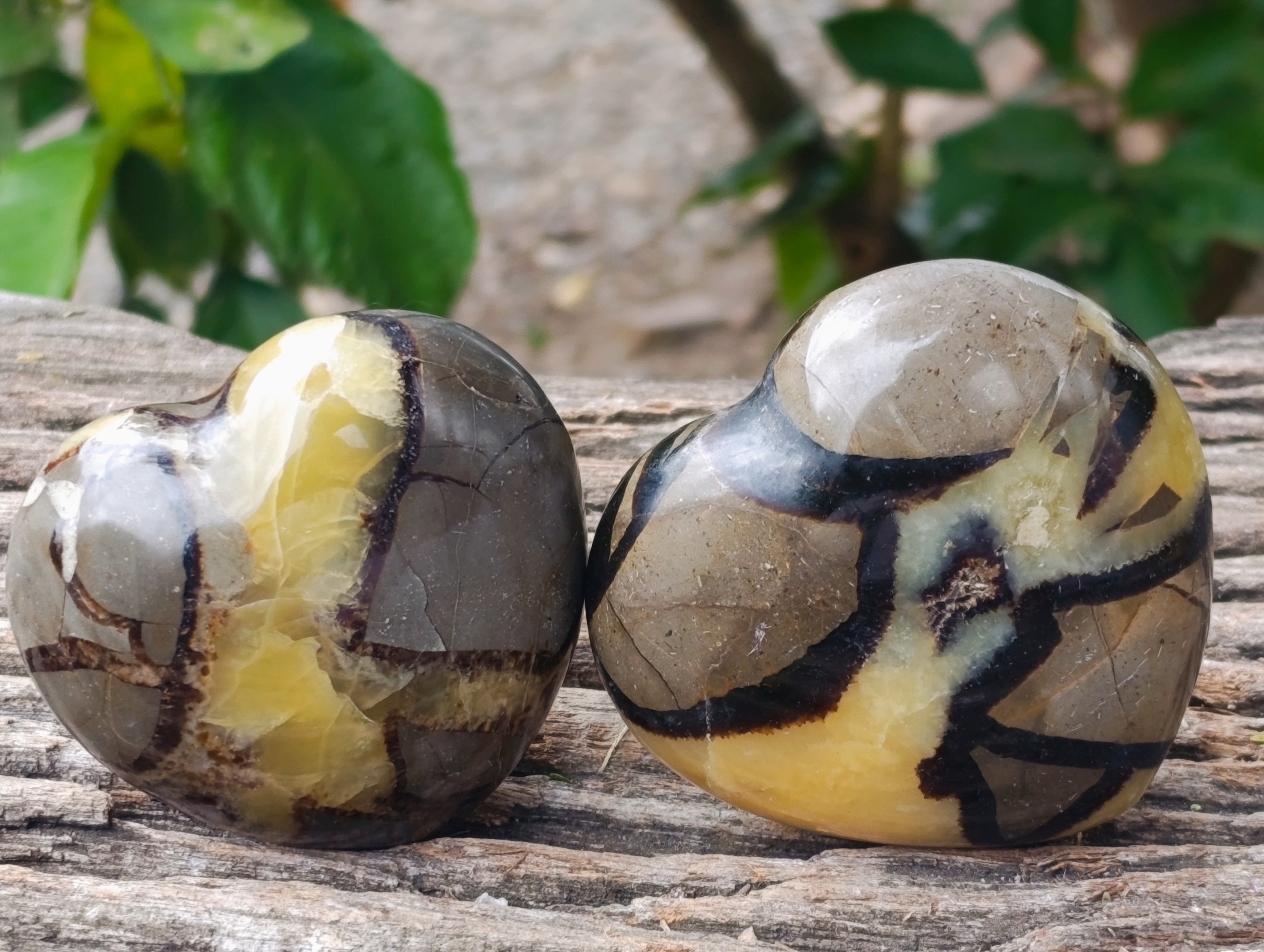 Polished Fossilized Septerye Hearts x 6 From Mahajanga, Madagascar - Toprock Gemstones and Minerals 