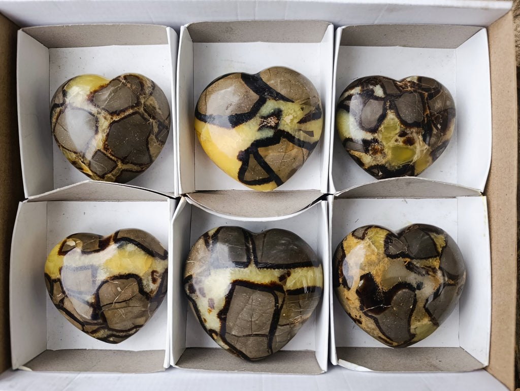 Polished Fossilized Septerye Hearts x 6 From Mahajanga, Madagascar - Toprock Gemstones and Minerals 