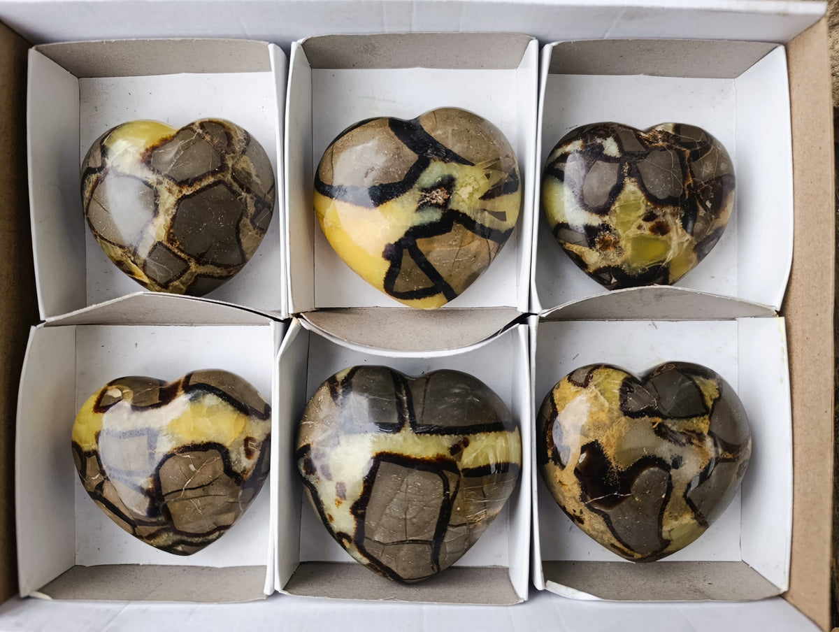 Polished Fossilized Septerye Hearts x 6 From Mahajanga, Madagascar - Toprock Gemstones and Minerals 