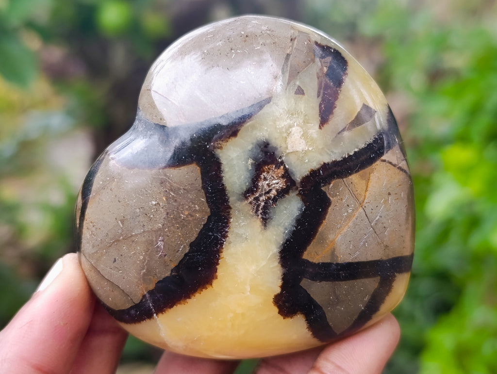 Polished Fossilized Septerye Hearts x 6 From Mahajanga, Madagascar - Toprock Gemstones and Minerals 