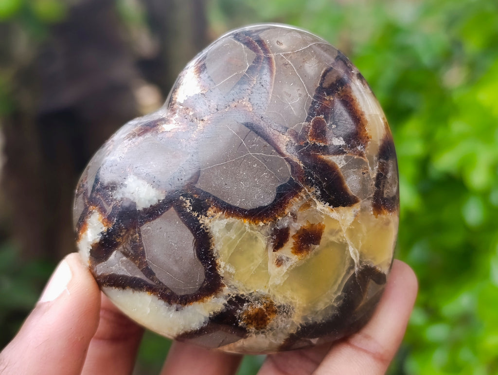Polished Fossilized Septerye Hearts x 6 From Mahajanga, Madagascar - Toprock Gemstones and Minerals 