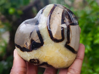 Polished Fossilized Septerye Hearts x 6 From Mahajanga, Madagascar - Toprock Gemstones and Minerals 