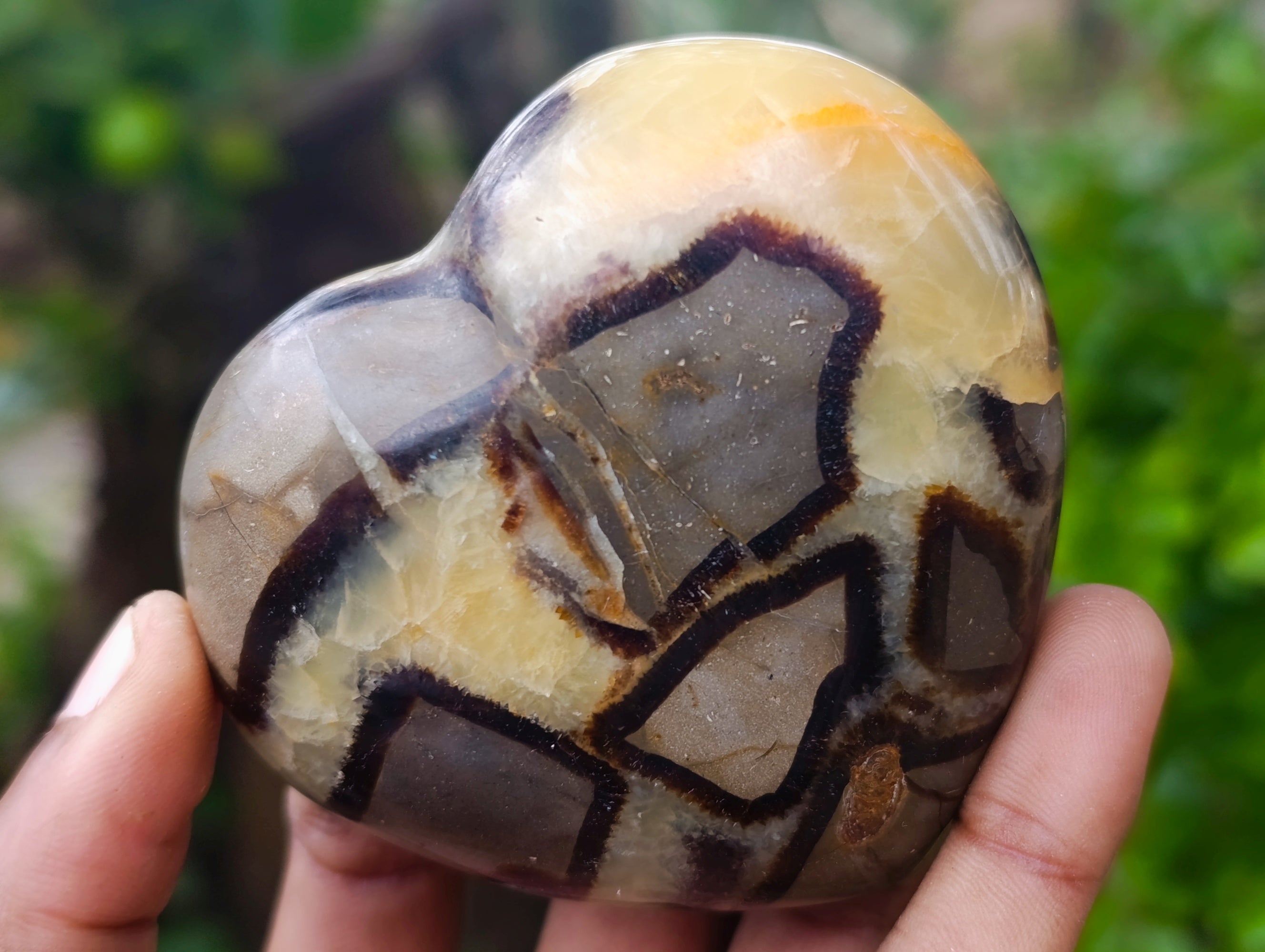 Polished Fossilized Septerye Hearts x 6 From Mahajanga, Madagascar - Toprock Gemstones and Minerals 