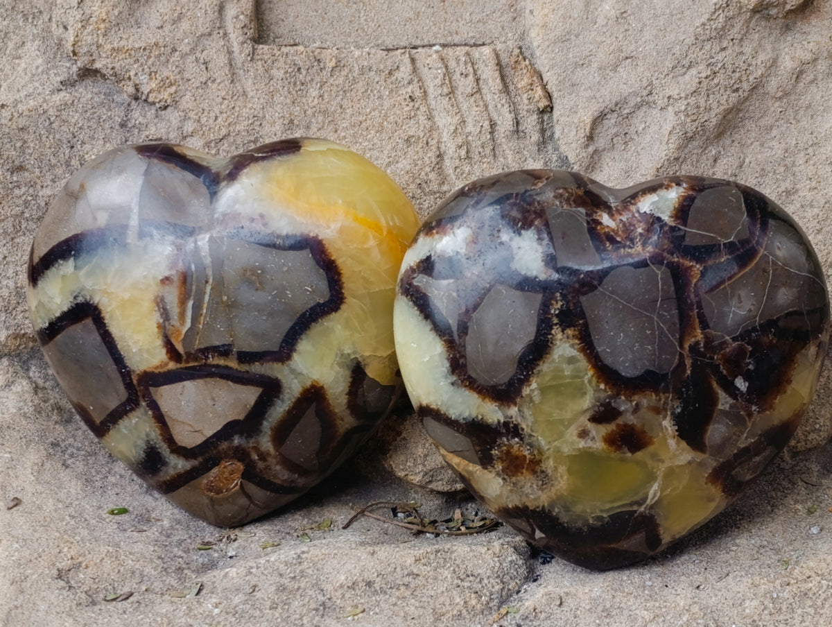 Polished Fossilized Septerye Hearts x 6 From Mahajanga, Madagascar - Toprock Gemstones and Minerals 