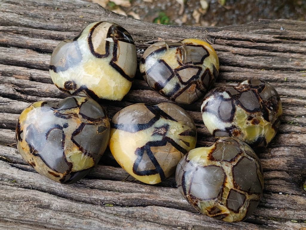 Polished Fossilized Septerye Hearts x 6 From Mahajanga, Madagascar - Toprock Gemstones and Minerals 