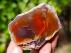 Polished On One Side Red Sashe River Agate Nodules x 12 From Zimbabwe - Toprock Gemstones and Minerals 