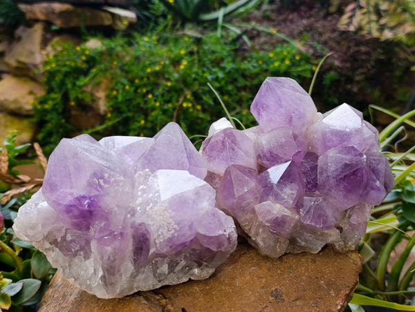 Natural Jacaranda Amethyst Quartz Clusters x 2 From Mumbwa, Zambia