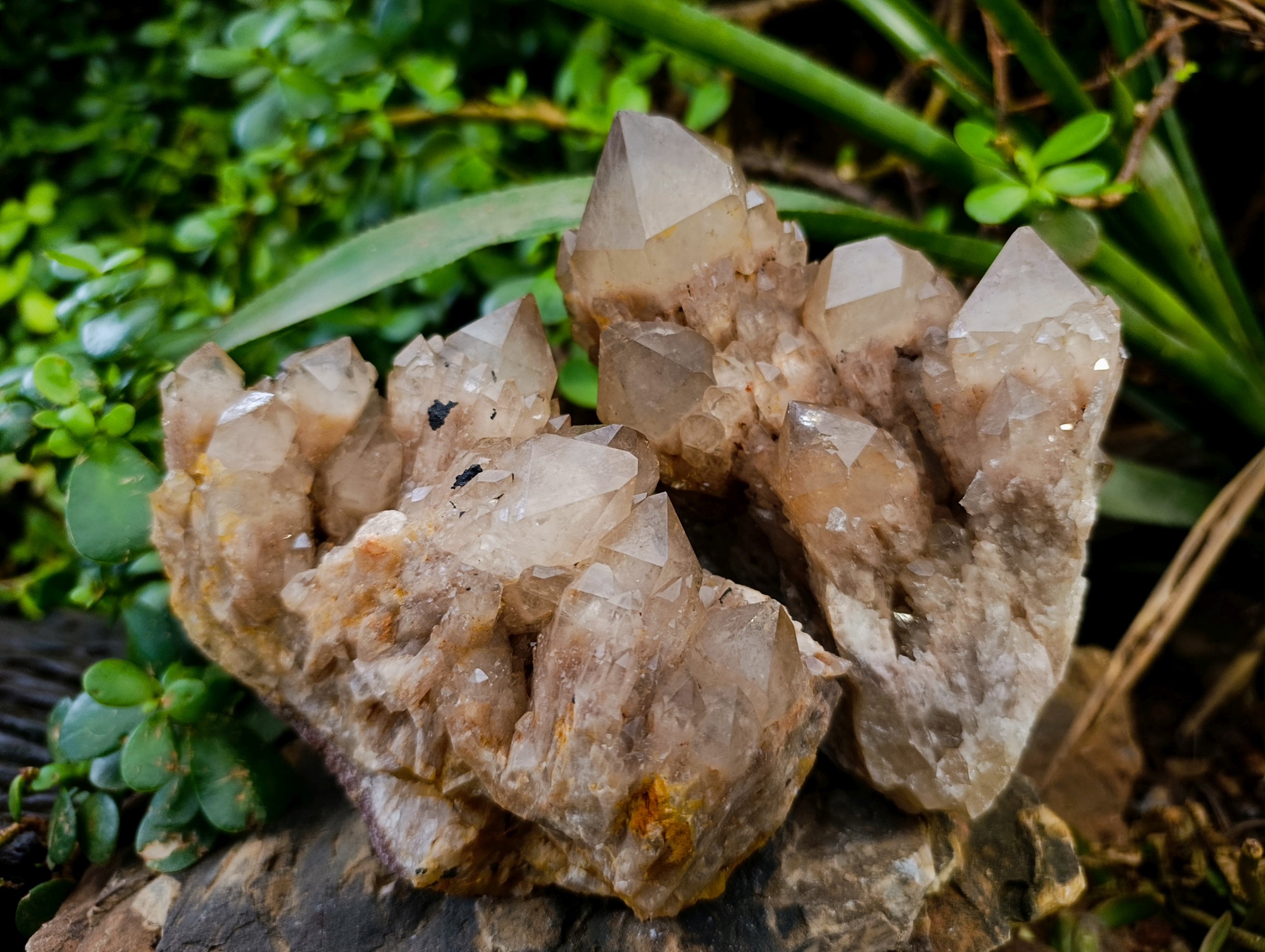 Natural Smokey Phantom Quartz Cluster x 2 From Luena, Congo - Toprock Gemstones and Minerals 