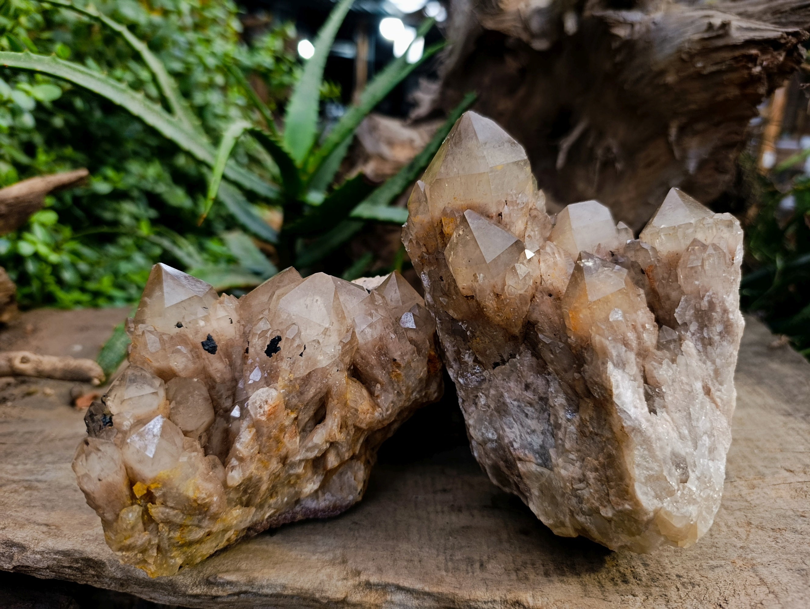 Natural Smokey Phantom Quartz Cluster x 2 From Luena, Congo - Toprock Gemstones and Minerals 