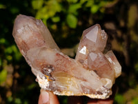 Natural Red Hematoid Quartz Crystals x 12 From Karoi, Zimbabwe
