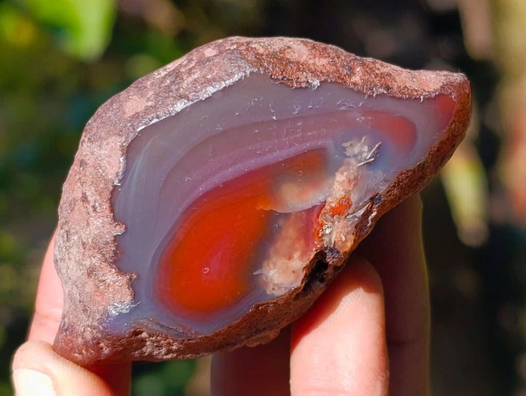 Polished On One Side Red Sashe River Agate Nodules x 20 From Zimbabwe - Toprock Gemstones and Minerals 