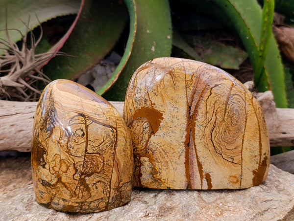 Polished Picture Stone Jasper Standing Free Forms x 2 From Ais-Ais, Namibia