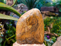 Polished Picture Stone Jasper Standing Free Forms x 2 From Ais-Ais, Namibia - Toprock Gemstones and Minerals 