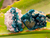 Natural Small Dioptase Specimens on Dolomite Matrix x 12 From Likasi, Congo - Toprock Gemstones and Minerals 