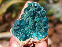 Natural Small Dioptase Specimens on Dolomite Matrix x 12 From Likasi, Congo - Toprock Gemstones and Minerals 