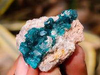 Natural Small Dioptase Specimens on Dolomite Matrix x 12 From Likasi, Congo - Toprock Gemstones and Minerals 