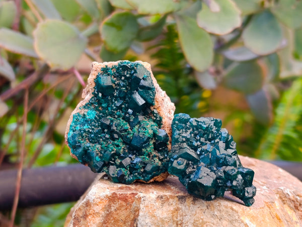 Natural Small Dioptase Specimens on Dolomite Matrix x 12 From Likasi, Congo - Toprock Gemstones and Minerals 