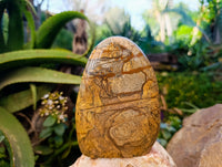 Polished Picture Stone Jasper Standing Free Forms x 2 From Ais-Ais, Namibia - Toprock Gemstones and Minerals 
