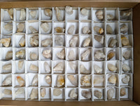 Natural Selected Mini White Spirit Quartz Single Crystals x 70 From South Africa