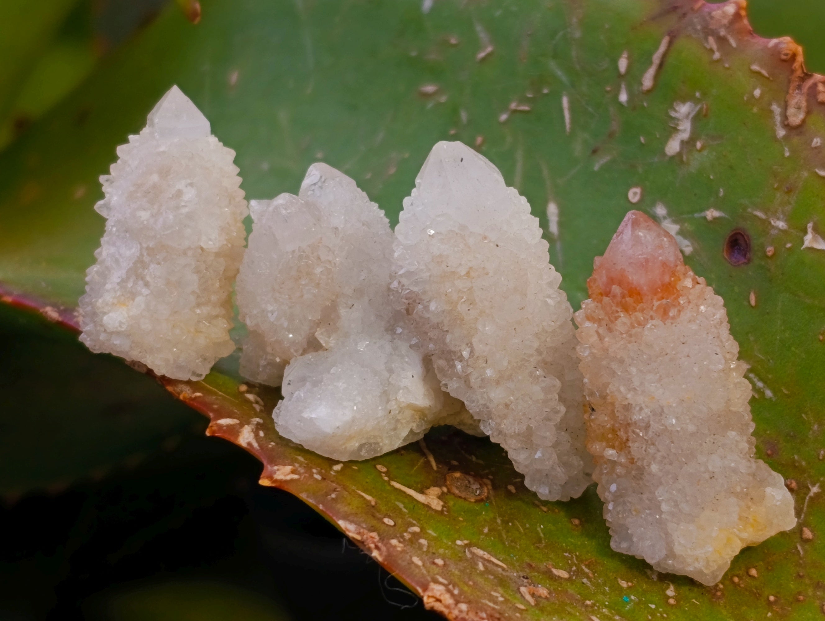 Natural Selected Mini White Spirit Quartz Single Crystals x 70 From South Africa - Toprock Gemstones and Minerals 