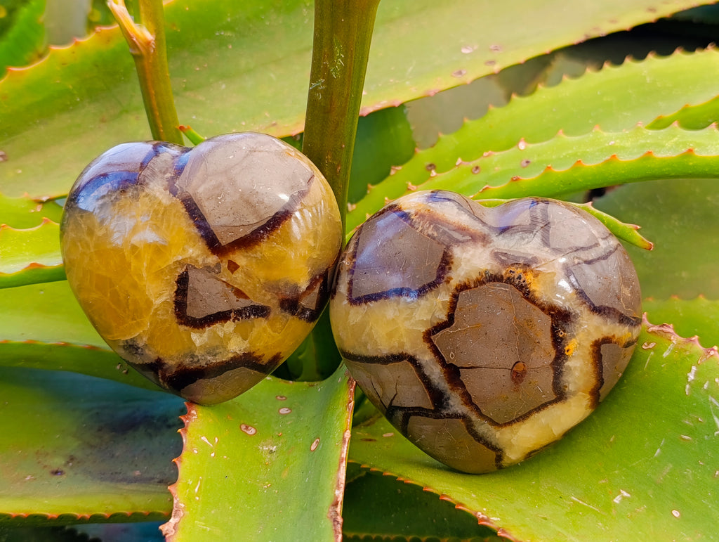 Polished Septerye Hearts x 6 From Mahajanga, Madagascar - Toprock Gemstones and Minerals 
