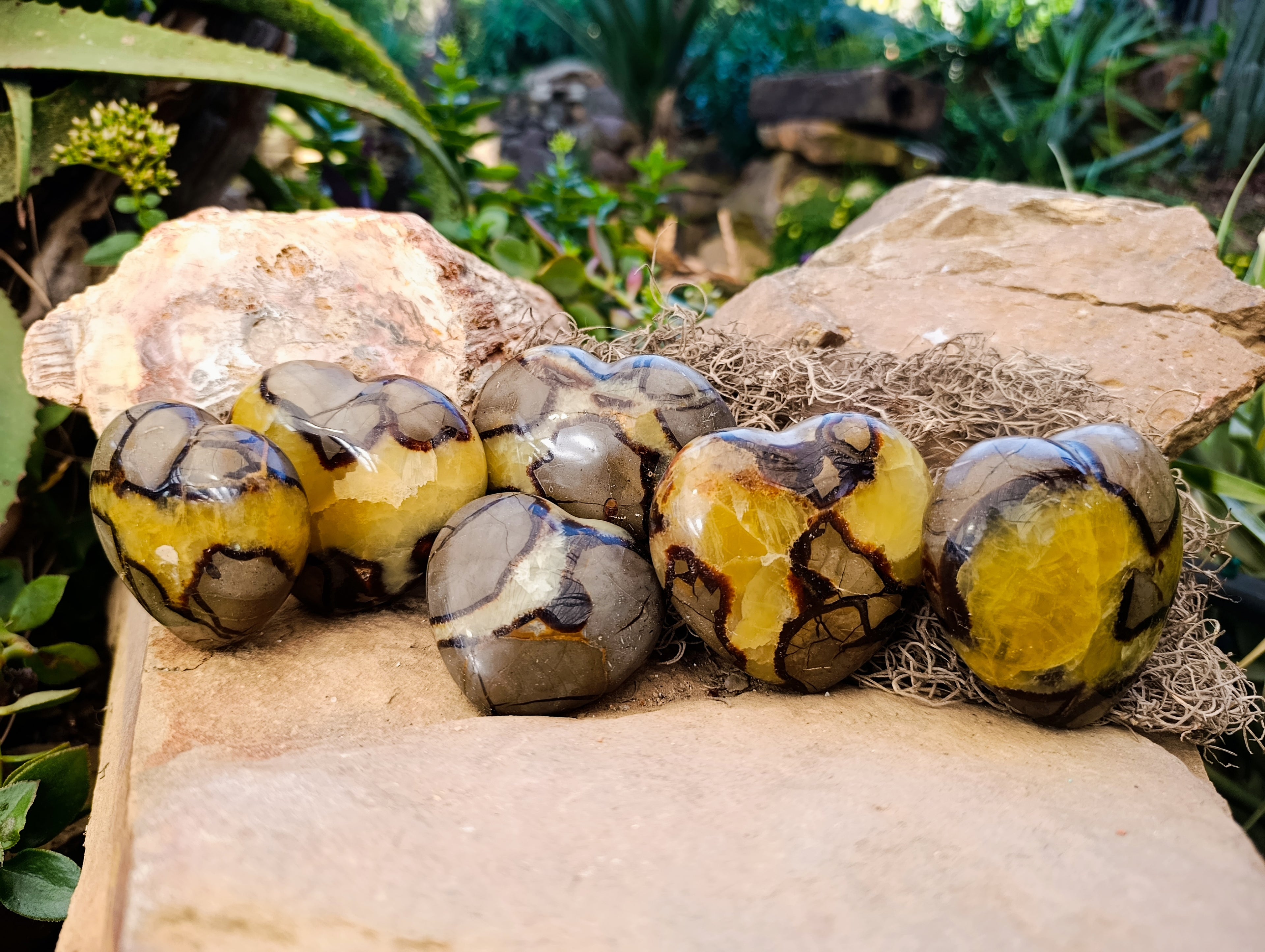 Polished Septerye Hearts x 6 From Mahajanga, Madagascar - Toprock Gemstones and Minerals 