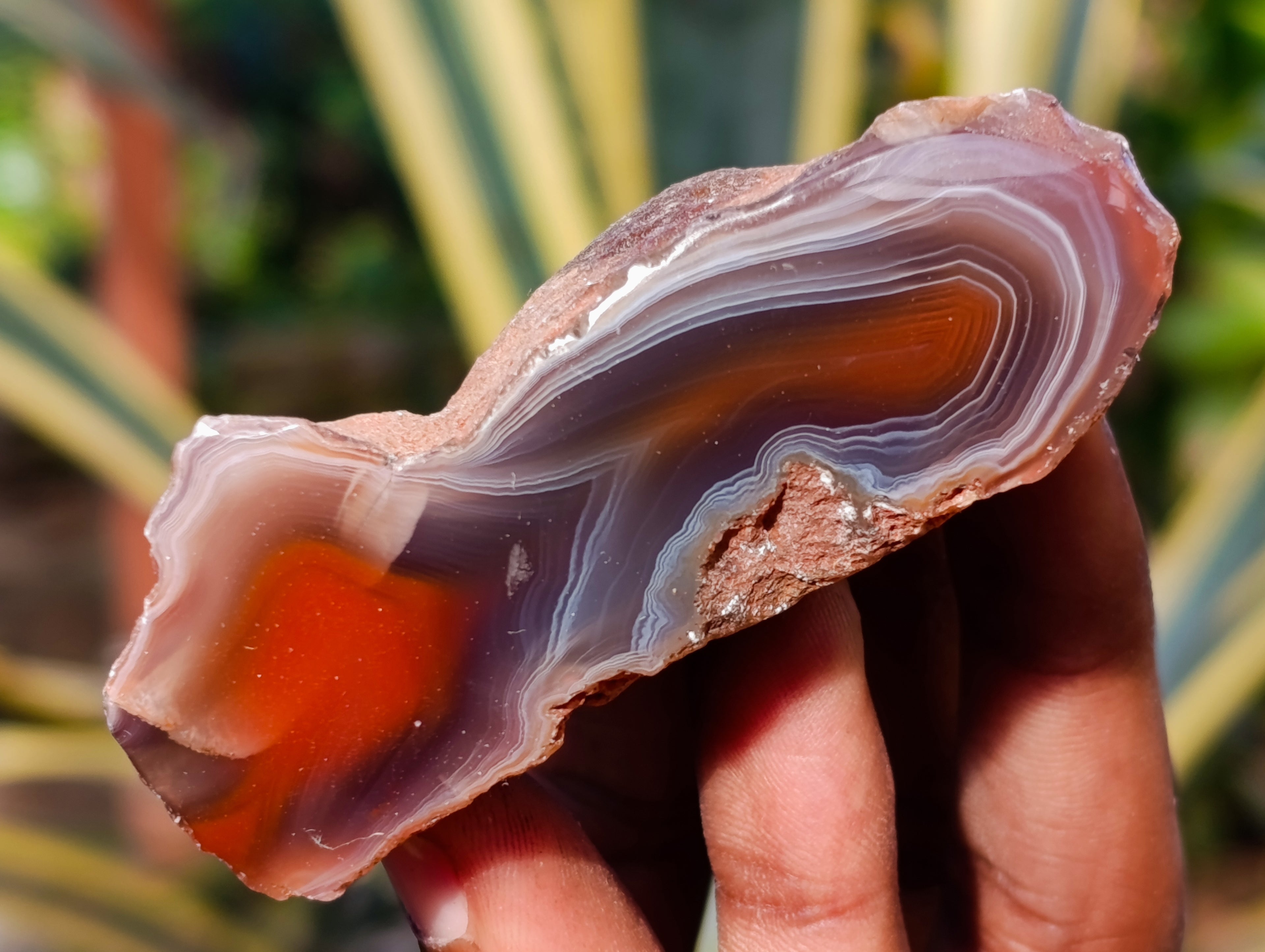 Polished On One Side Red Sashe River Agate Nodules x 12 From Zimbabwe - Toprock Gemstones and Minerals 