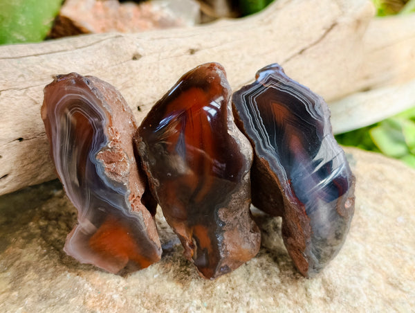 Polished On One Side Red Sashe River Agate Nodules x 12 From Zimbabwe