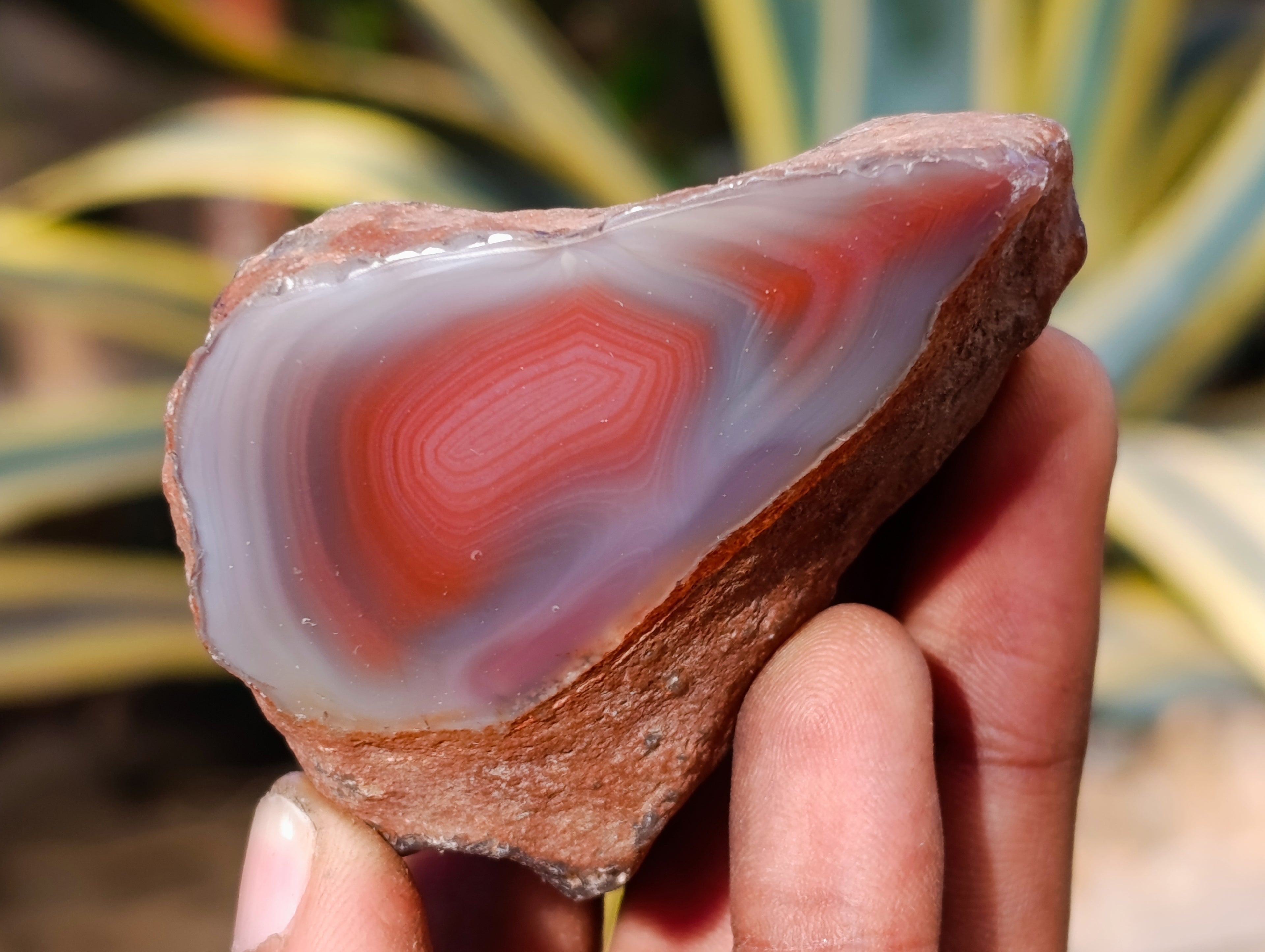 Polished On One Side Red Sashe River Agate Nodules x 12 From Zimbabwe - Toprock Gemstones and Minerals 