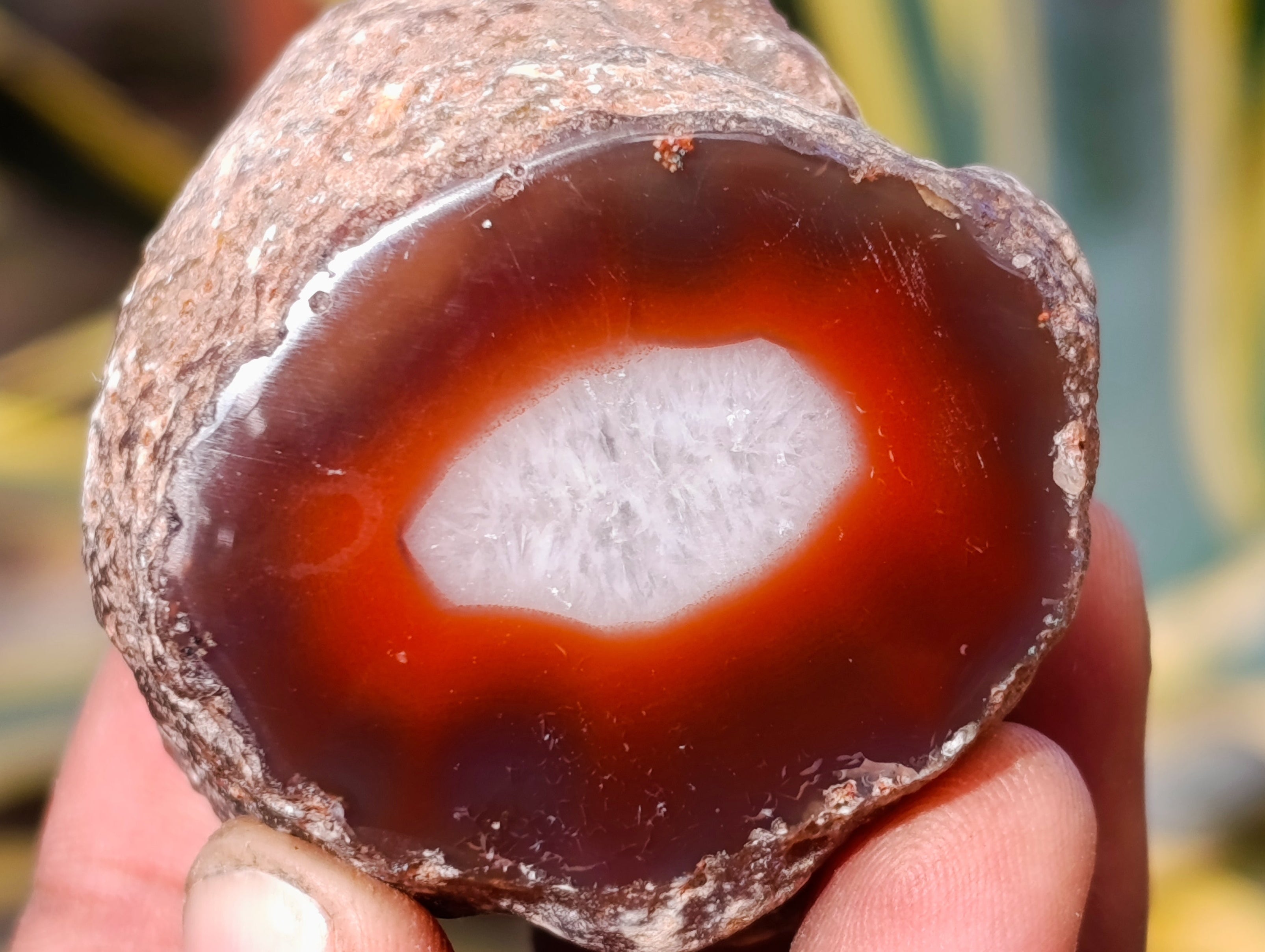 Polished On One Side Red Sashe River Agate Nodules x 12 From Zimbabwe - Toprock Gemstones and Minerals 