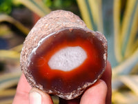 Polished On One Side Red Sashe River Agate Nodules x 12 From Zimbabwe - Toprock Gemstones and Minerals 